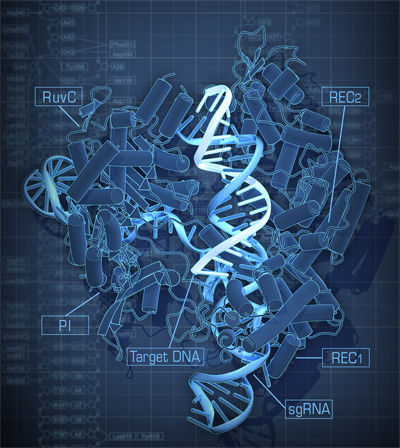 cas9-HP.png cas9-HP.png